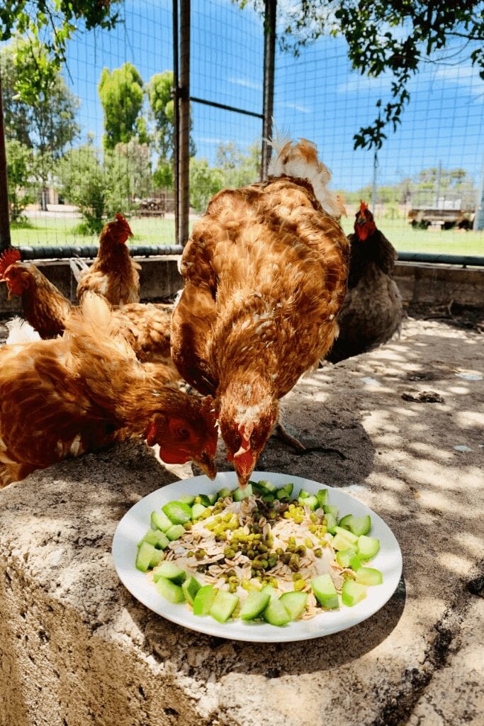 Arrancador de masa madre sin desperdicio: cómo alimentar a los pollos con descarte de masa madre