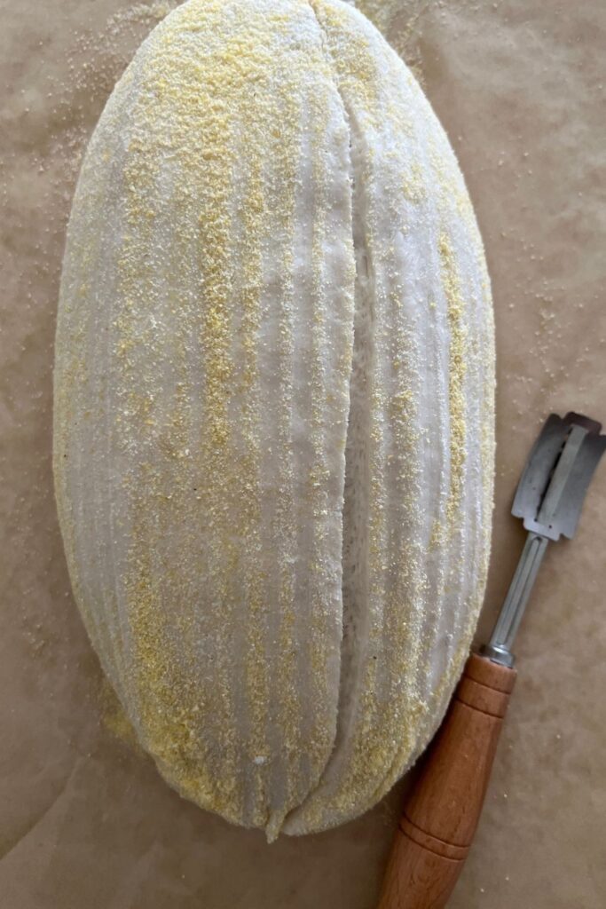 Masa de pan de masa fermentada que se ha extraído del banneton sobre un trozo de papel pergamino.  El pan se ha marcado con un lamé curvo y se ha espolvoreado con harina de maíz.