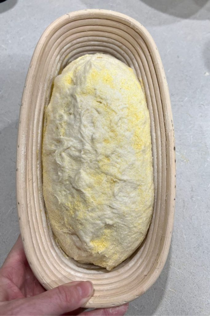 Pan de masa fermentada del mismo día moldeado y colocado en un banneton.