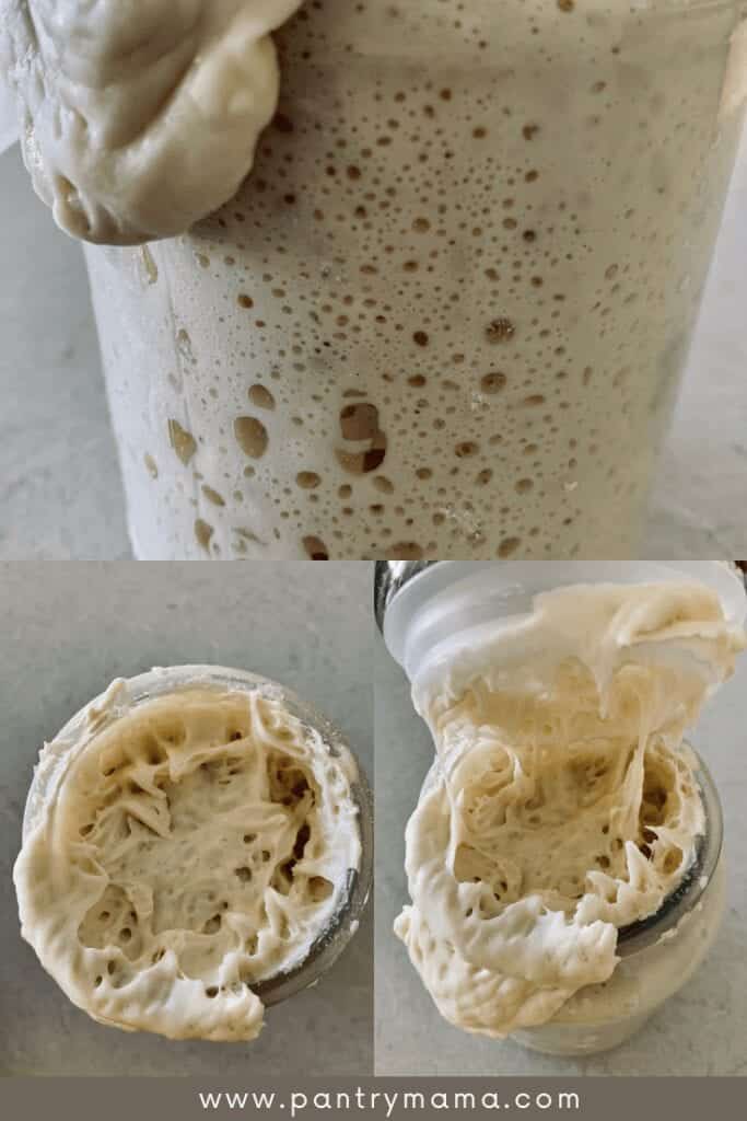 Fuerte iniciador de masa fermentada: esta foto muestra el mismo frasco de iniciador de masa fermentada 3 veces.  Puede ver las burbujas fuertes en el costado del frasco y las dos segundas fotos son desde arriba y muestran el iniciador de masa fermentada espesa y fuerte.