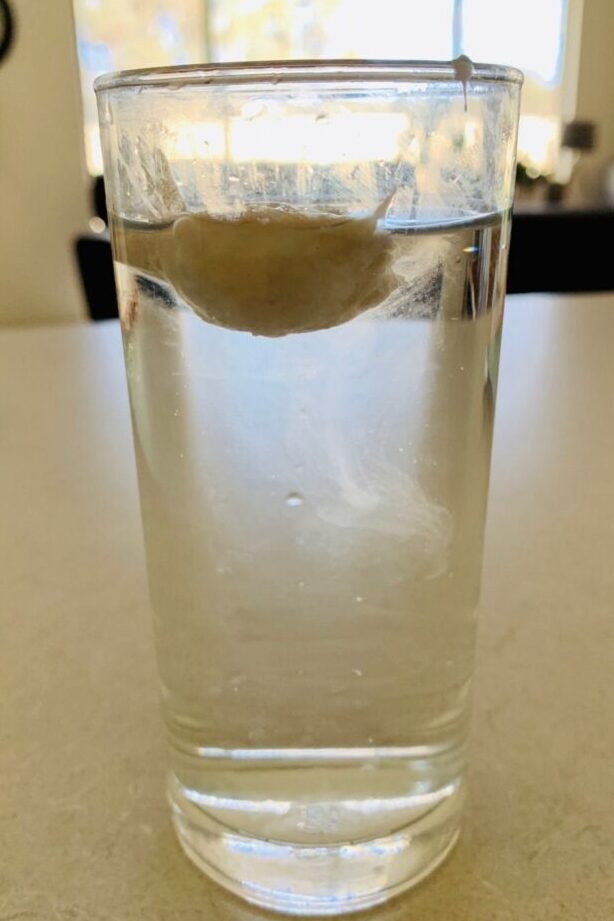 Prueba de flotación de masa madre: ¿es realmente necesaria? Prueba de flotación de masa madre: ¿es realmente necesaria?